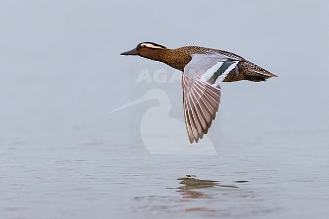 Mannetje Zomertaling in de vlucht; Male Garganey in flight stock-image by Agami/Daniele Occhiato,