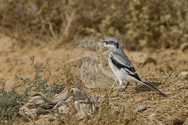 Zuidelijke Klapekster in zit; Southern Grey Shrike perched stock-image by Agami/Daniele Occhiato,