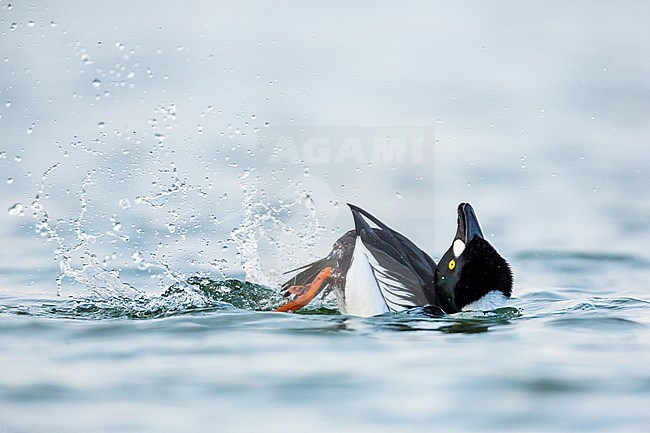 Adult male Common Goldeneye (Bucephala clangula) showing courtship display behaviour on a freshwater lake in Germany during early spring. stock-image by Agami/Ralph Martin,
