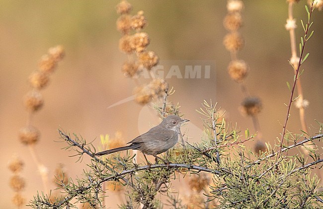 Sardinian Warbler (Sylvia melanocephala) in worn plumage at the end of summer stock-image by Agami/Edwin Winkel,