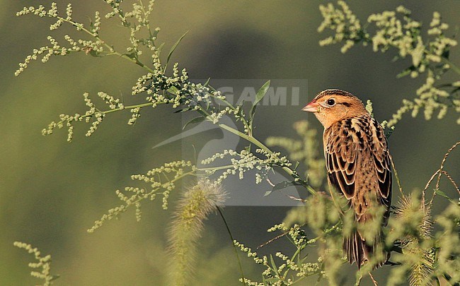 Adult male Bobolink (Dolichonyx oryzivorus) in autumn plumage during fall migration in the United States. stock-image by Agami/Ian Davies,