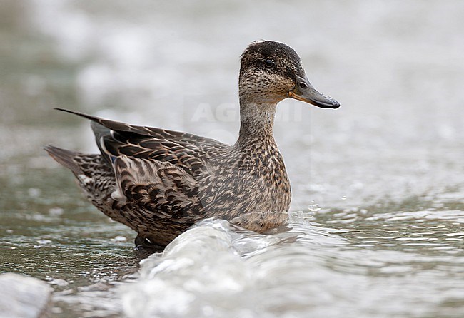 Immature Eurasian Teal, Anas crecca, on the Azores, Portugal, during late autumn. Most likely this species. stock-image by Agami/Marc Guyt,