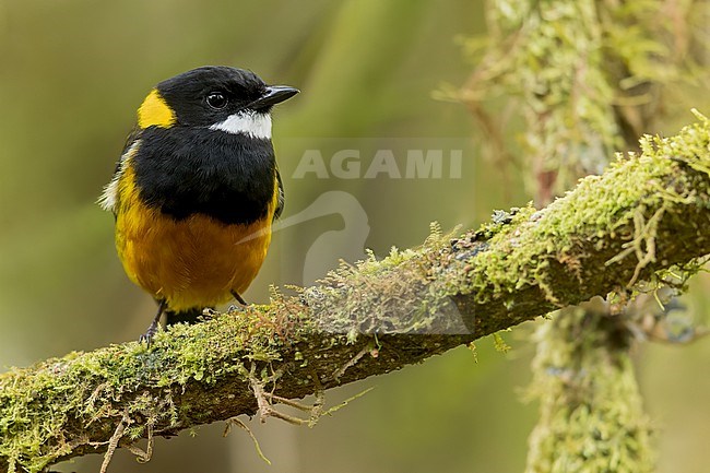 Regent Whistler (Pachycephala schlegelii) Perched on a branch in Papua New Guinea stock-image by Agami/Dubi Shapiro,