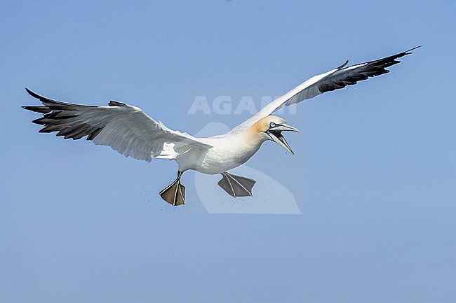 Northern Gannet (Morus bassanus) hunting for fish. stock-image by Agami/Marcel Burkhardt,