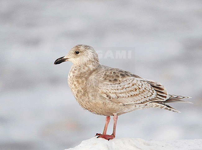 First-winter Slaty-backed Gull (Larus schistisagus) wintering in harbour of Rauso Hokkaido in Japan. stock-image by Agami/Dani Lopez-Velasco,