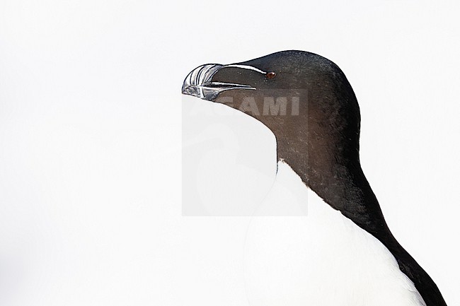  stock-image by Agami/Menno van Duijn,