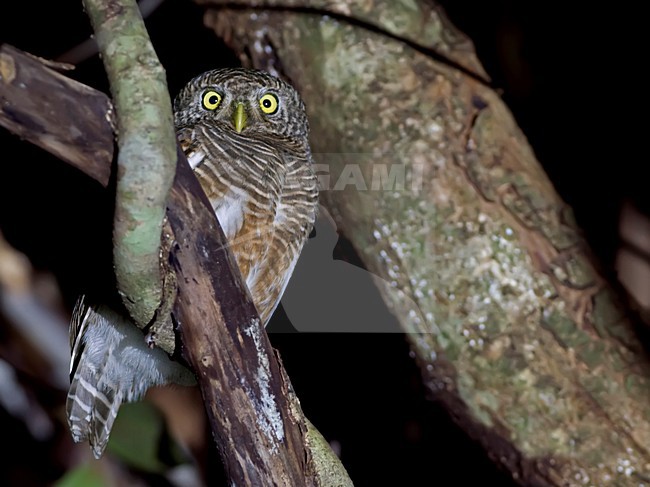 Koekoeksdwerguil, Asian Barred Owlet stock-image by Agami/Alex Vargas,