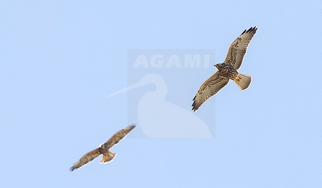 Immature Swainson's Hawk, Buteo swainsoni, at Twin Falls, Idaho, United States. Flying overhead. stock-image by Agami/Ian Davies,