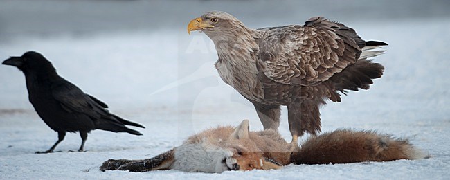 Zeearend etend van een dode vos; White-tailed Eagle eating from a dead Fox. stock-image by Agami/Han Bouwmeester,