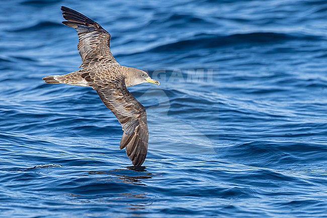  stock-image by Agami/Menno van Duijn,