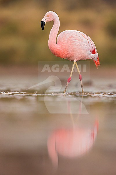 Chilean Flamingo (Phoenicopterus chilensis) feeding at a lagoon in Argentina stock-image by Agami/Dubi Shapiro,