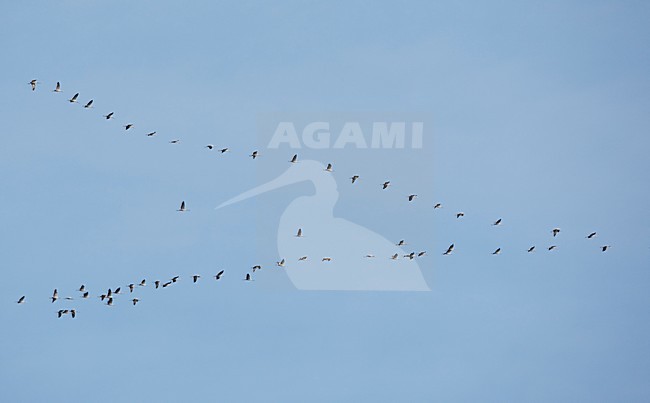 Groep Kraanvogels op trek; Group of Common Cranes on migration stock-image by Agami/Markus Varesvuo,