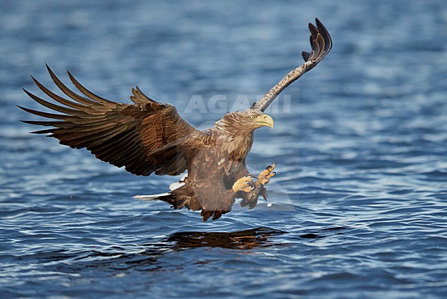 White-tailed Eagle (Haliaetus albicilla) Norway November 2013 stock-image by Agami/Markus Varesvuo,