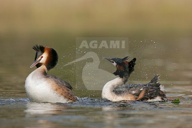 Futen baltsend; Great Crested Grebes displaying stock-image by Agami/Menno van Duijn,