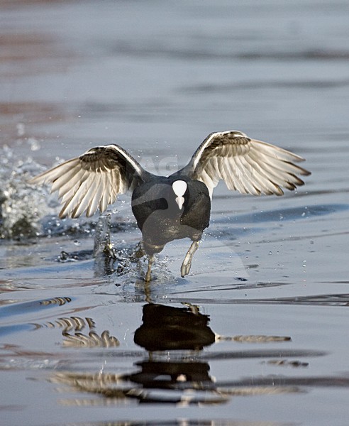 Meerkoet rennend over het water; Eurasian Coot running on the water stock-image by Agami/Marc Guyt,