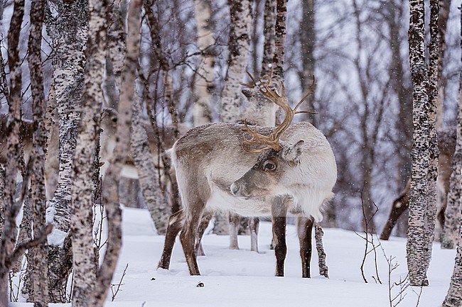 A reindeer, Rangifer tarandus, in a snowy forest. Bardu, Troms, Norway. stock-image by Agami/Sergio Pitamitz,