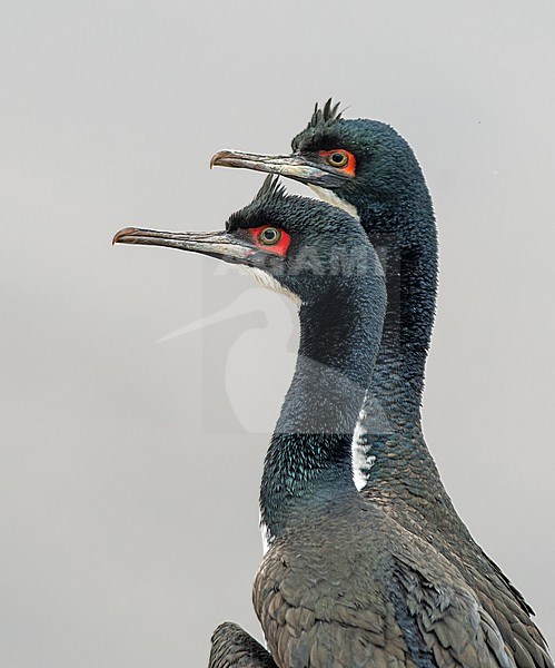 Portrait of two Guanay Cormorants (Leucocarbo bougainvillii) in Lima, Peru, South-America. stock-image by Agami/Steve Sánchez,
