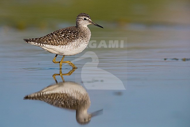 Wood Sandpiper (Tringa glareola), adult walking in a swamp stock-image by Agami/Saverio Gatto,