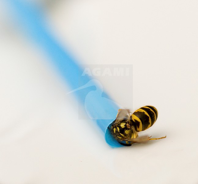 Wesp drinkend uit een limonade rietje, Wasp drinking from a straw stock-image by Agami/Rob de Jong,