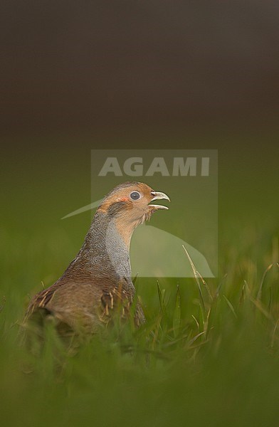 Roepende Patrijs, Grey Partridge calling stock-image by Agami/Danny Green,