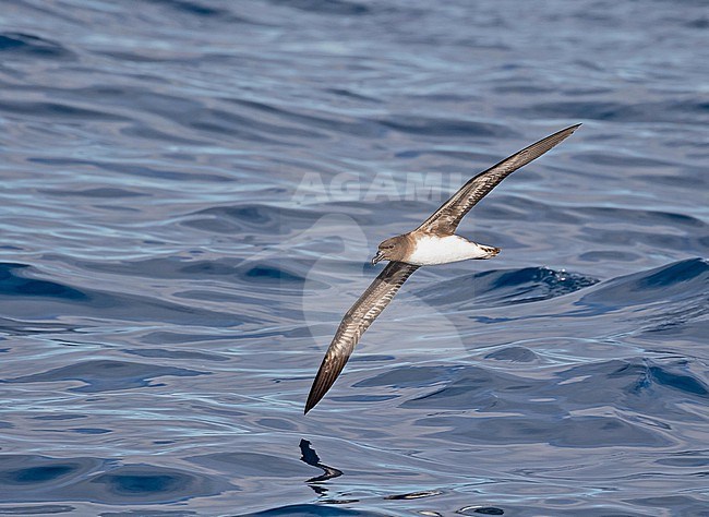 Tahiti Petrel, Pseudobulweria rostrata. Photographed during a French Polynesia & The Cook Islands expedition cruise. stock-image by Agami/Pete Morris,