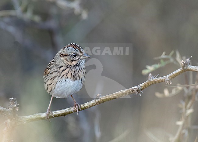 Lincoln's Sparrow (Melospiza lincolnii) perched on a small branch stock-image by Agami/Ian Davies,