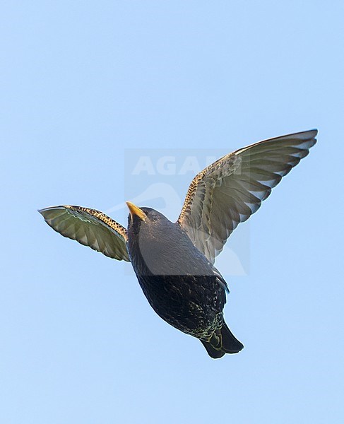 Common Starling, Sturnus vulgaris, during late spring in the Netherlands. stock-image by Agami/Marc Guyt,