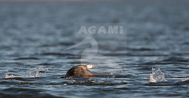 White-headed Duck (Oxyura leucocephala) wintering in Lake Durankulak, Bulgaria stock-image by Agami/Pavel Simeonov,