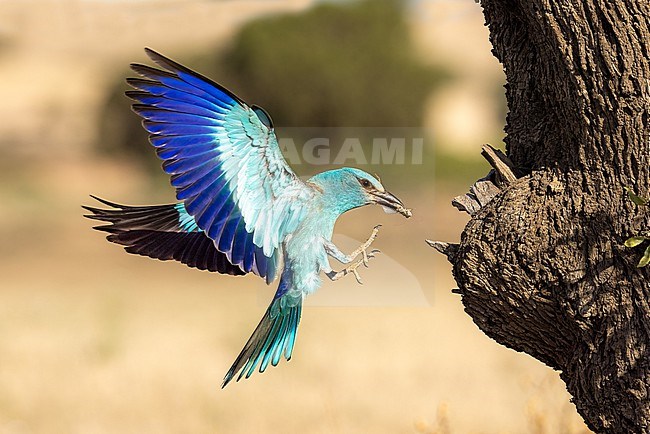 Roller approaches the nest with a grasshopper for the chicks stock-image by Agami/Onno Wildschut,