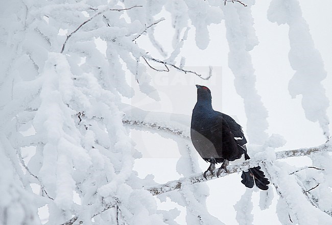 Korhoen zittend in boom; Black Grouse perched in tree stock-image by Agami/Markus Varesvuo,