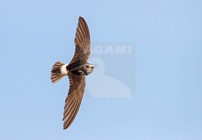 Little Swift (Apus affinis) in flight in Spain. stock-image by Agami/Ran Schols,