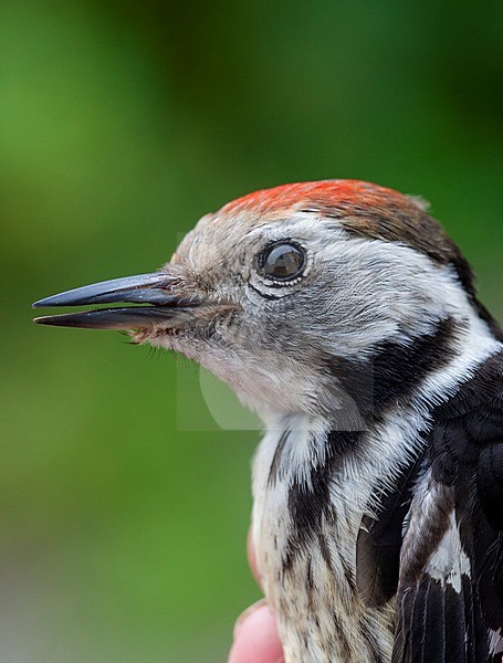 Juvenile Middle Spotted Woodpecker (Dendrocopos medius) in the hand during ringing session in the Netherlands. stock-image by Agami/Harvey van Diek,