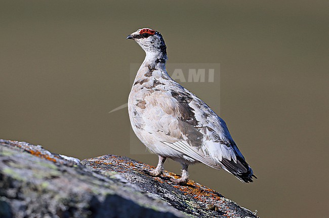 Rock Ptarmigan (Lagopus muta kelloggae) taken the 07/06/2022 at Nome - Alaska - USA stock-image by Agami/Aurélien Audevard,