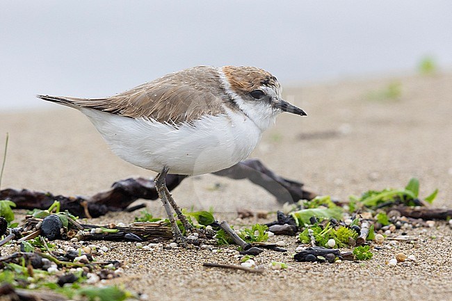 Kentish Plover (Charadrius alexandrinus), side view of an adult male standing on the sand, Campania, Italy stock-image by Agami/Saverio Gatto,