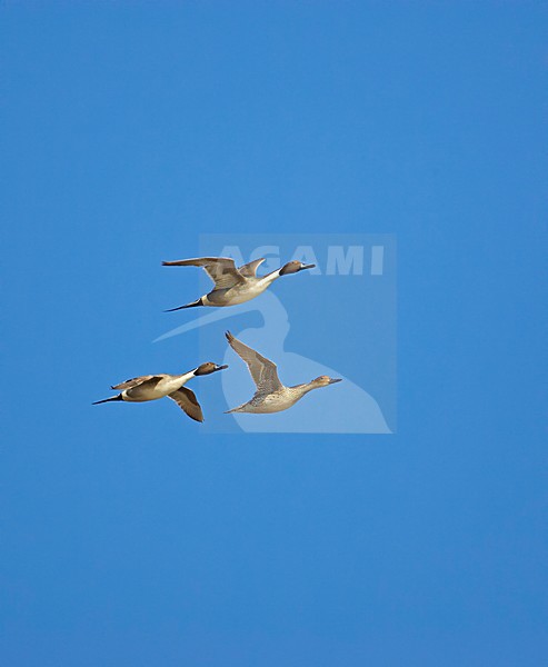 Pijlstaart in vlucht; Northern Pintail in flight stock-image by Agami/Markus Varesvuo,
