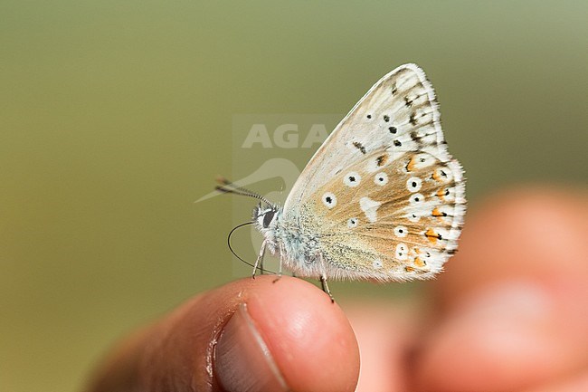 Polyommatus coridon - Chalk-hill Blue - Silbergrüner Bläuling, Slovenia, imago stock-image by Agami/Ralph Martin,