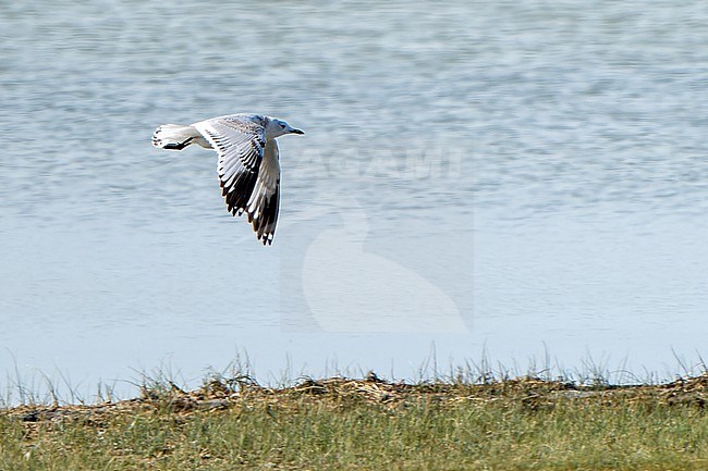 First-winter Relict gull (Ichthyaetus relictus) during autumn migration in Mongolia. Also known as Central Asian gull. stock-image by Agami/Dani Lopez-Velasco,