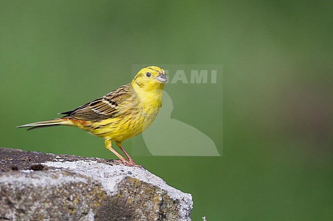 Yellowhammer - Goldammer - Emberiza citrinella ssp. citrinella, Poland stock-image by Agami/Ralph Martin,