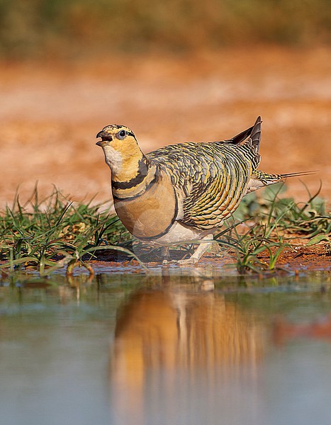 Female Pin-tailed Sandgrouse (Pterocles alchata) in steppes near Belchite in Spain. stock-image by Agami/Marc Guyt,