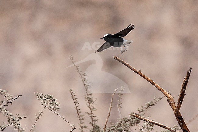 White-crowned Wheatear (Oenanthe leucopyga) flying away from acacia tree in a desert canyon near Eilat, Israel. stock-image by Agami/Marc Guyt,