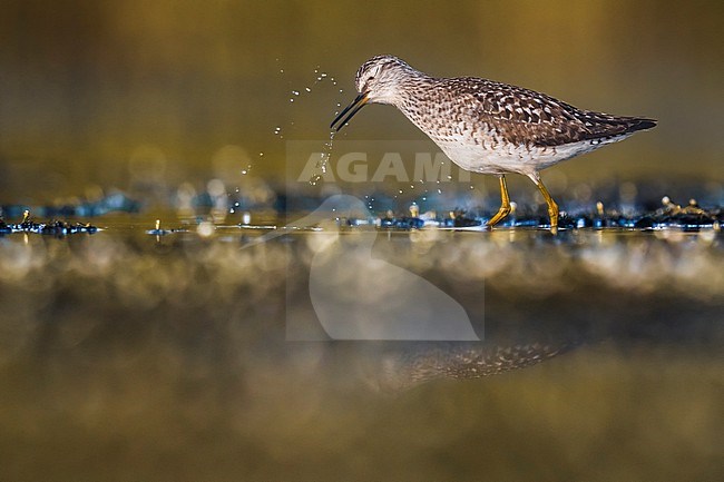 Wood Sandpiper (Tringa glareola) during migration in Italy. Standing in shallow water. stock-image by Agami/Daniele Occhiato,