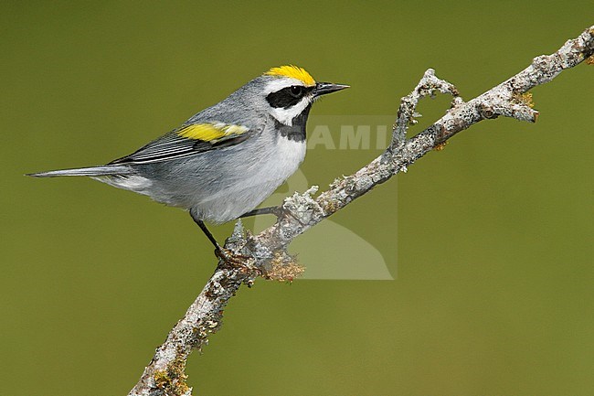 Adult male
Galveston Co., TX
April 2008 stock-image by Agami/Brian E Small,