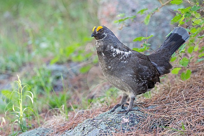 Adult male
Boulder Co., CO
June 2023 stock-image by Agami/Brian E Small,