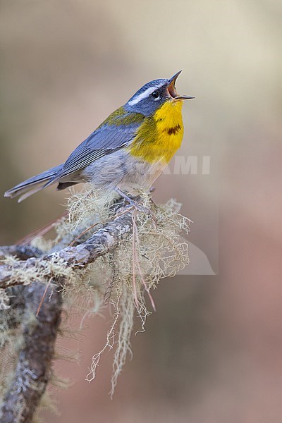 Crescent-chested Warbler (Oreothlypis superciliosa) In mexico stock-image by Agami/Dubi Shapiro,