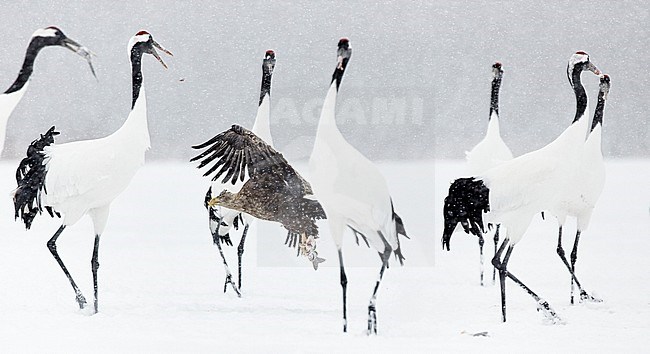 White-tailed Eagle and Red-crowned fighting over food stock-image by Agami/Markus Varesvuo,