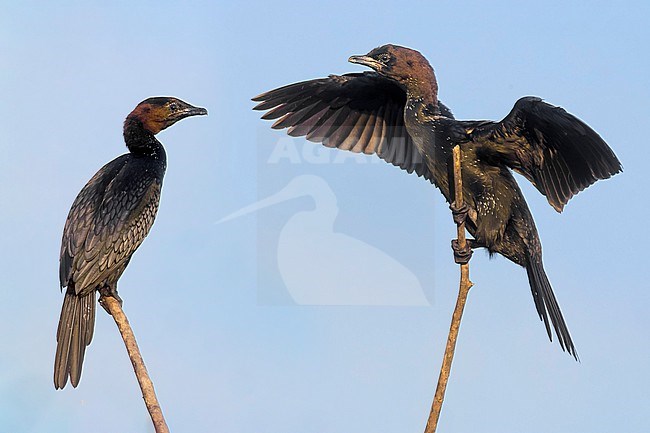 Pygmy Cormorant, Microcarbo pygmeus, in Italy. stock-image by Agami/Daniele Occhiato,