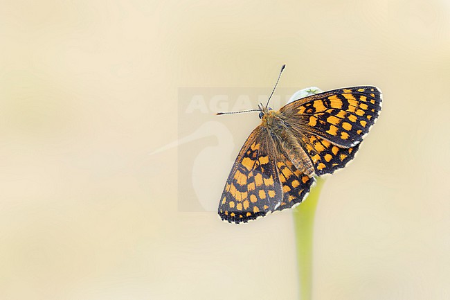 Southern Heath Fritillary, Melitaea celadussa stock-image by Agami/Wil Leurs,