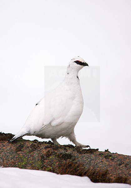 Mannetje Alpensneeuwhoen in de sneeuw; Male Rock Ptarmigan in the snow stock-image by Agami/Danny Green,
