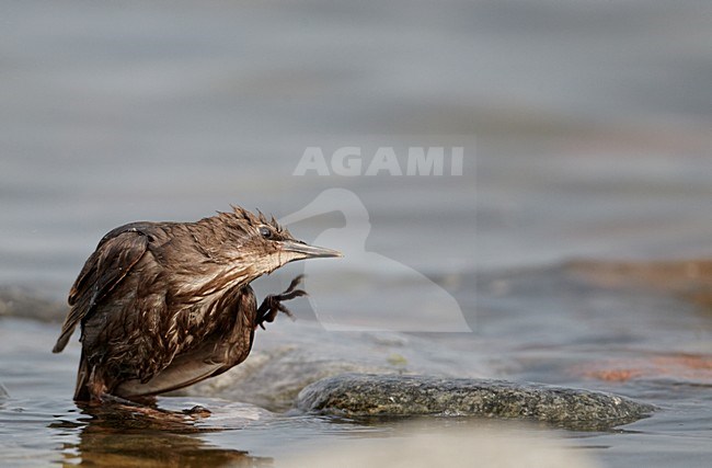 Jonge Spreeuw badderend, Common Starling immature bathing stock-image by Agami/Markus Varesvuo,