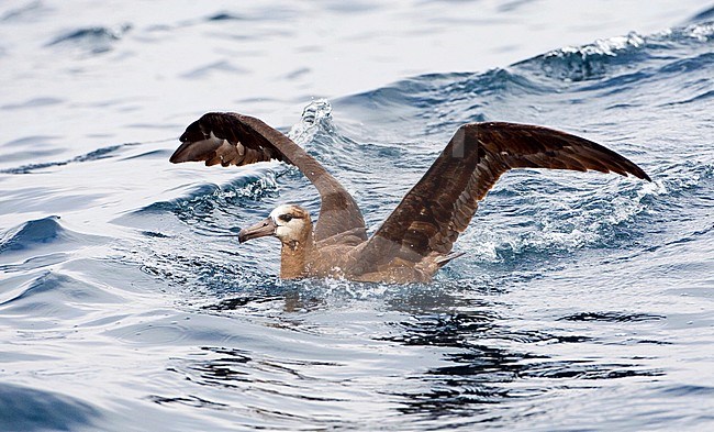 Adult Black-footed Albatross (Diomedea nigripes) at sea off the coast of Montery in California, USA. Side view of swimming bird behind a small vessel with wings raised. stock-image by Agami/Marc Guyt,